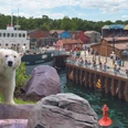 Erlebnis Zoo Hannover Eisbär im Zoo Hannover, vor Kulisse eines Hafenviertels mit bunten Gebäuden und einem Schiff.