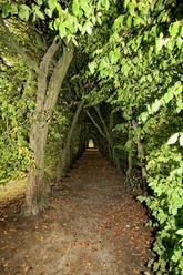 Eine von Bäumen gesäumte Allee bildet einen natürlichen Tunnel aus üppigem Laub in sattem Grün.