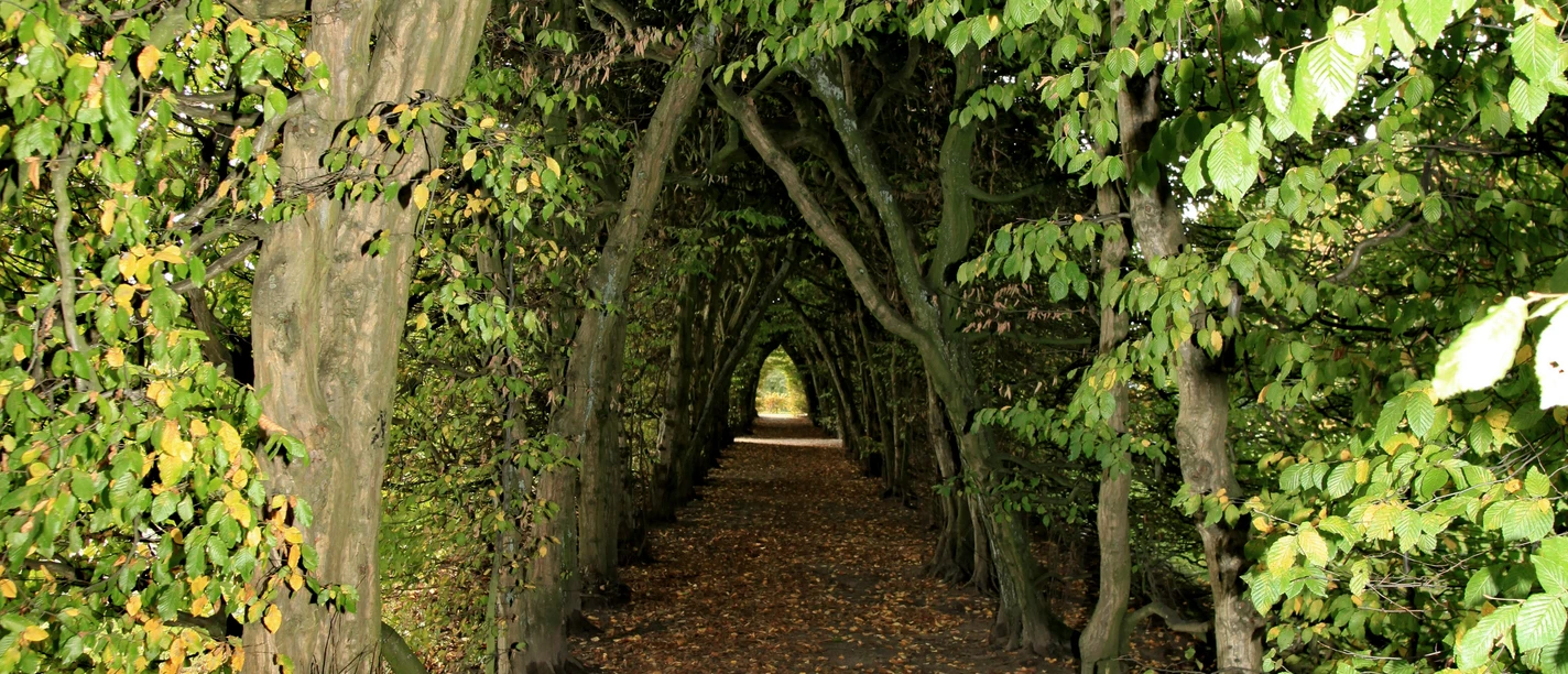 Eine von Bäumen gesäumte Allee bildet einen natürlichen Tunnel aus üppigem Laub in sattem Grün.