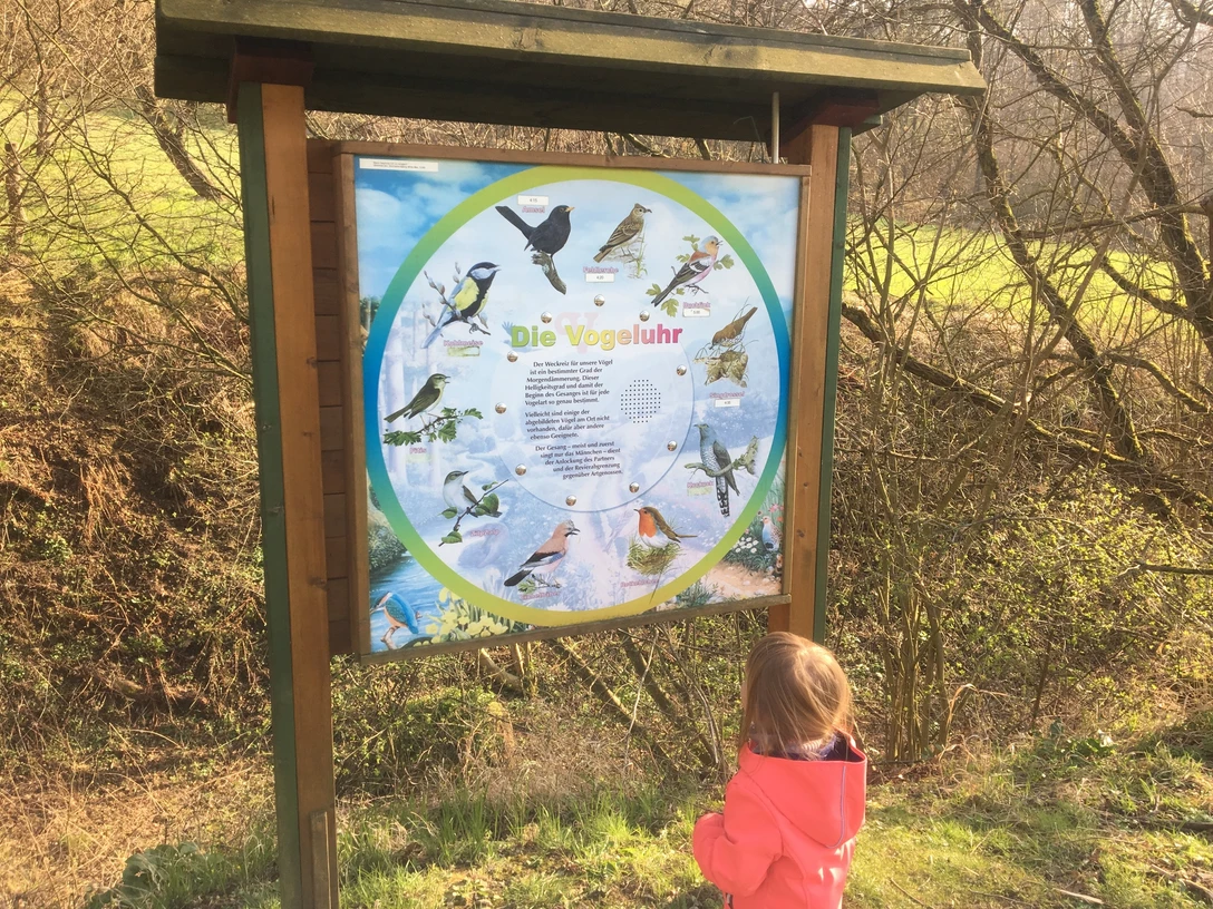 Ein Kind betrachtet interessiert eine Informationstafel mit verschiedenen Vögeln im Naturerlebnispfad.