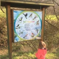 Vogeluhr Naturerlebnispfad 1 Ein Kind betrachtet interessiert eine Informationstafel mit verschiedenen Vögeln im Naturerlebnispfad.