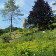 Am Heinturm bei Ossendorf Heinturm bei Ossendorf, umgeben von Bäumen und Wiesen mit gelben Blumen, unter blauem Himmel.