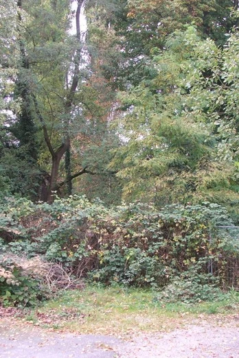 Gelände Alte Burg Waldstück mit hohen Bäumen und Gebüsch, daneben ein Auto und ein Metallzaun auf Kiesboden.