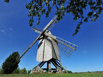 Bockwindmühle vor strahlend blauem Himmel, umgeben von Bäumen mit üppig blühenden Zweigen.