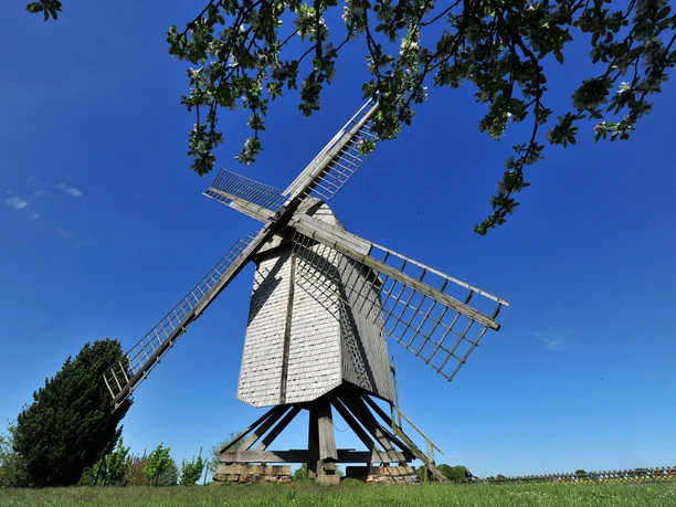 Bockwindmühle vor strahlend blauem Himmel, umgeben von Bäumen mit üppig blühenden Zweigen.