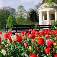 Leopoldsprudel Bunter Tulpenbeet in einem gepflegten Park mit klassizistischem Pavillon und Paar beim Spaziergang.