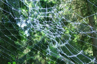 Tatort Stacheldraht in Spinnennetzform spannt sich durch den Wald, das Sonnenlicht bricht durch die Bäume.