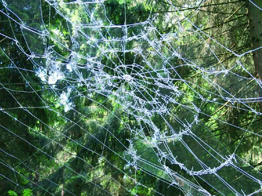 Tatort Stacheldraht in Spinnennetzform spannt sich durch den Wald, das Sonnenlicht bricht durch die Bäume.