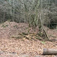 Wegesperre Uekenpohl Ein gerodeter Waldabschnitt mit liegenden Baumstämmen, bedeckt von herbstlichem Laub und kahlen Bäumen.