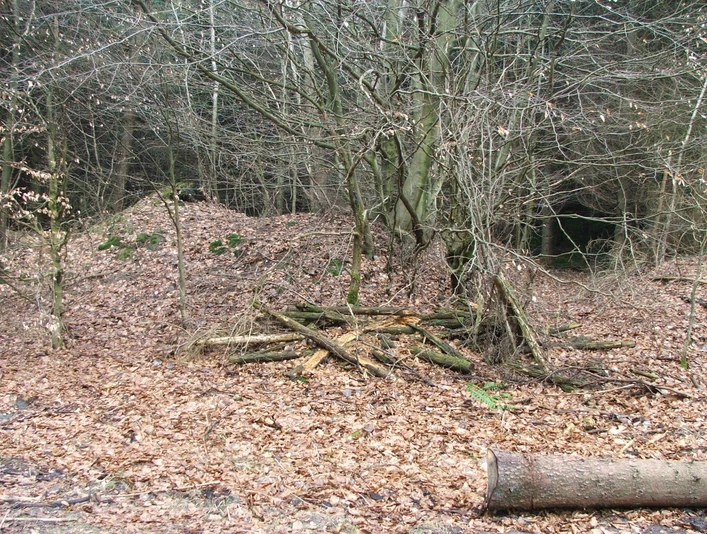 Wegesperre Uekenpohl Ein gerodeter Waldabschnitt mit liegenden Baumstämmen, bedeckt von herbstlichem Laub und kahlen Bäumen.