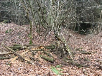 Wegesperre Uekenpohl Asthaufen liegt vor einem dichten Gehölz im Wald, um den Weg bei Uekenpohl zu versperren.