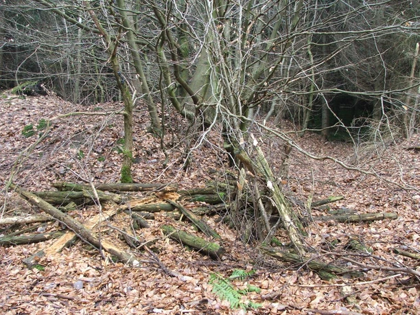 Wegesperre Uekenpohl Asthaufen liegt vor einem dichten Gehölz im Wald, um den Weg bei Uekenpohl zu versperren.
