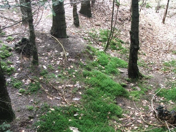 Wegesperre Uekenpohl Ein bewaldeter Pfad mit Moosbewuchs und umgefallenen Blättern, umgeben von Tannenbäumen.