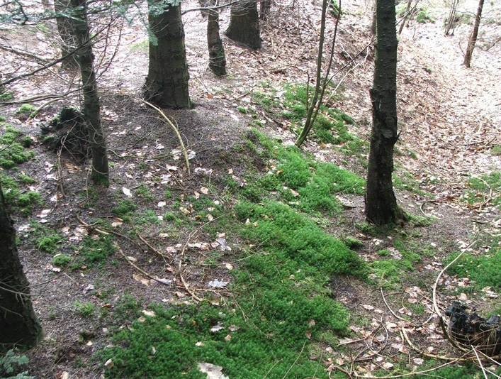 Wegesperre Uekenpohl Ein bewaldeter Pfad mit Moosbewuchs und umgefallenen Blättern, umgeben von Tannenbäumen.