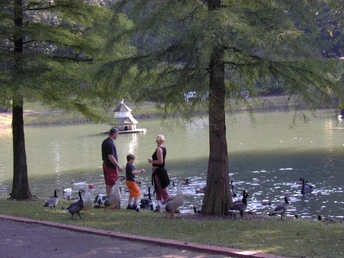 Ein Spaziergang im Kurpark am Seeufer, umgeben von Enten und Gänsen, mit einem Pavillon im Wasser.