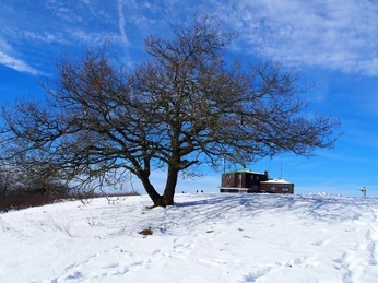 Großer, unbelaubter Baum steht auf schneebedecktem Hügel mit Holzhütte unter blauem Himmel.
