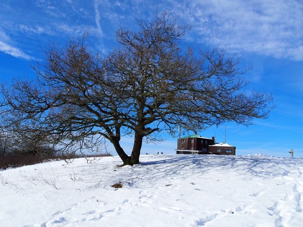 Köterberg im Winter Großer, unbelaubter Baum steht auf schneebedecktem Hügel mit Holzhütte unter blauem Himmel.
