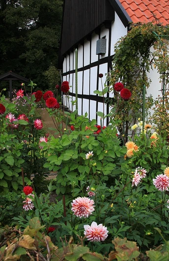 Fachwerkhaus mit rotem Dach, umgeben von einem blühenden Dahliengarten in grüner Landschaft.