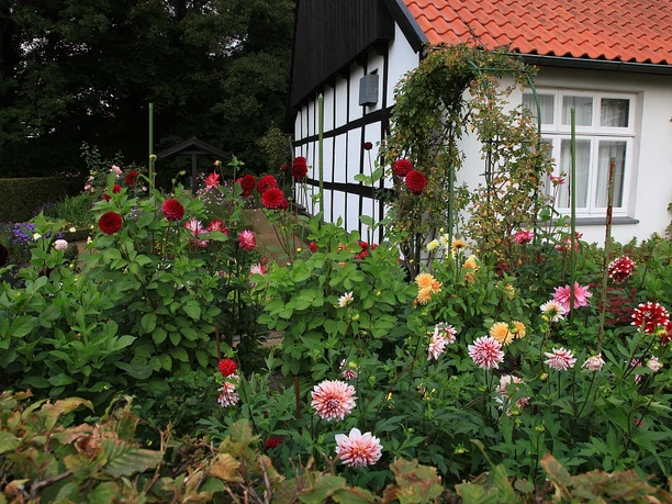 Heimatmuseum Versmold Fachwerkhaus mit rotem Dach, umgeben von einem blühenden Dahliengarten in grüner Landschaft.