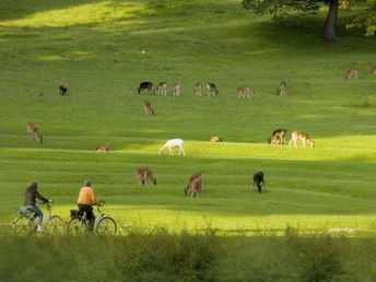 Wiese mit vielen Rehen Wildgehege Bad Driburg.