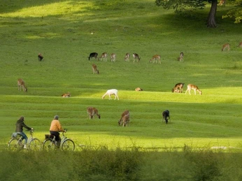 Wildgehege Wiese mit vielen Rehen Wildgehege Bad Driburg.