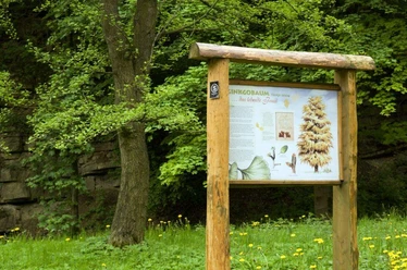 Info-Tafel am Gingko-Baum im Baumpark Bad Driburg.