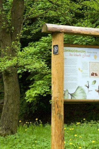 Info-Tafel am Gingko-Baum im Baumpark Bad Driburg.