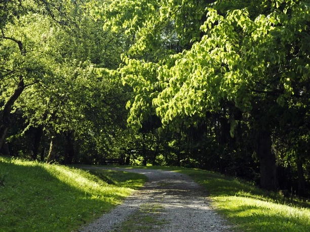 Wanderweg am Taschentuchbaum entlang.