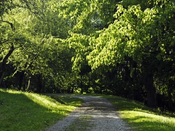 Taschentuchbaum Wanderweg am Taschentuchbaum entlang.