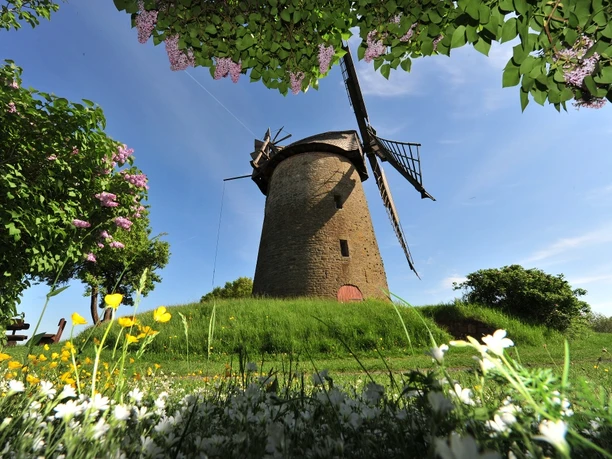 Historische Windmühle in grüner Landschaft, umgeben von blühenden Wiesenblumen und lilafarbenen Büschen.