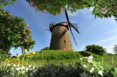 Seelenfelder Königsmühle Historische Windmühle in grüner Landschaft, umgeben von blühenden Wiesenblumen und lilafarbenen Büschen.
