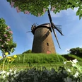 Seelenfelder Königsmühle Historische Windmühle in grüner Landschaft, umgeben von blühenden Wiesenblumen und lilafarbenen Büschen.