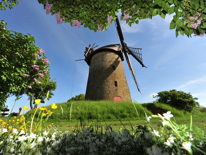 Seelenfelder Königsmühle Historische Windmühle in grüner Landschaft, umgeben von blühenden Wiesenblumen und lilafarbenen Büschen.