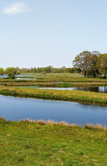 Weite Wasserflächen und grüne Ufern im Steinhorster Becken, gesäumt von üppigem Baum- und Buschwerk.