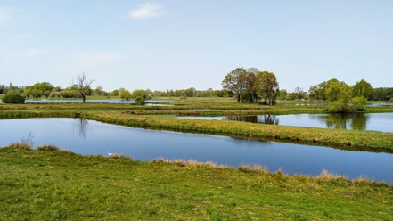 Steinhorster Becken Weite Wasserflächen und grüne Ufern im Steinhorster Becken, gesäumt von üppigem Baum- und Buschwerk.