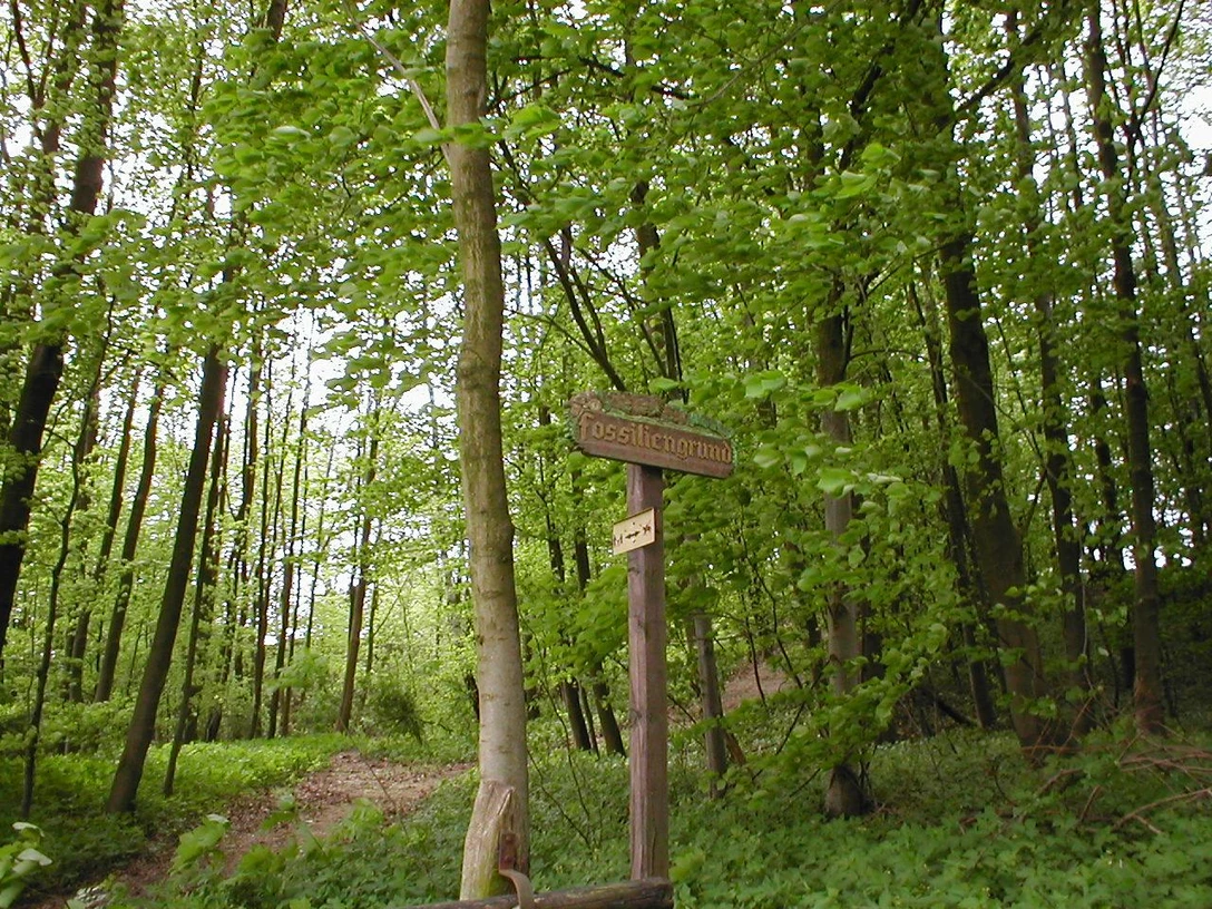Fossiliengrund Holzwegweiser im grünen Laubwald zum Fossilienfundort, umgeben von dichtem Blätterdach.
