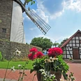 Windmühle mit roten Blumen im Vordergrund, Fachwerkgebäude daneben, blauer Himmel im Hintergrund.
