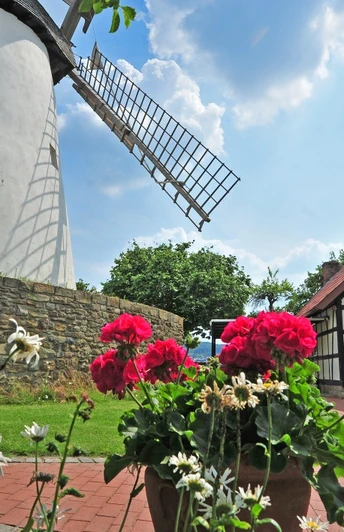 Windmühle Eickhorst Windmühle mit roten Blumen im Vordergrund, Fachwerkgebäude daneben, blauer Himmel im Hintergrund.