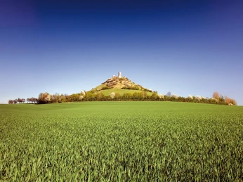 Blick auf den Desenberg Weite Wiese führt zu einem grasbewachsenen Hügel mit Ruine auf der Spitze vor strahlend blauem Himmel.