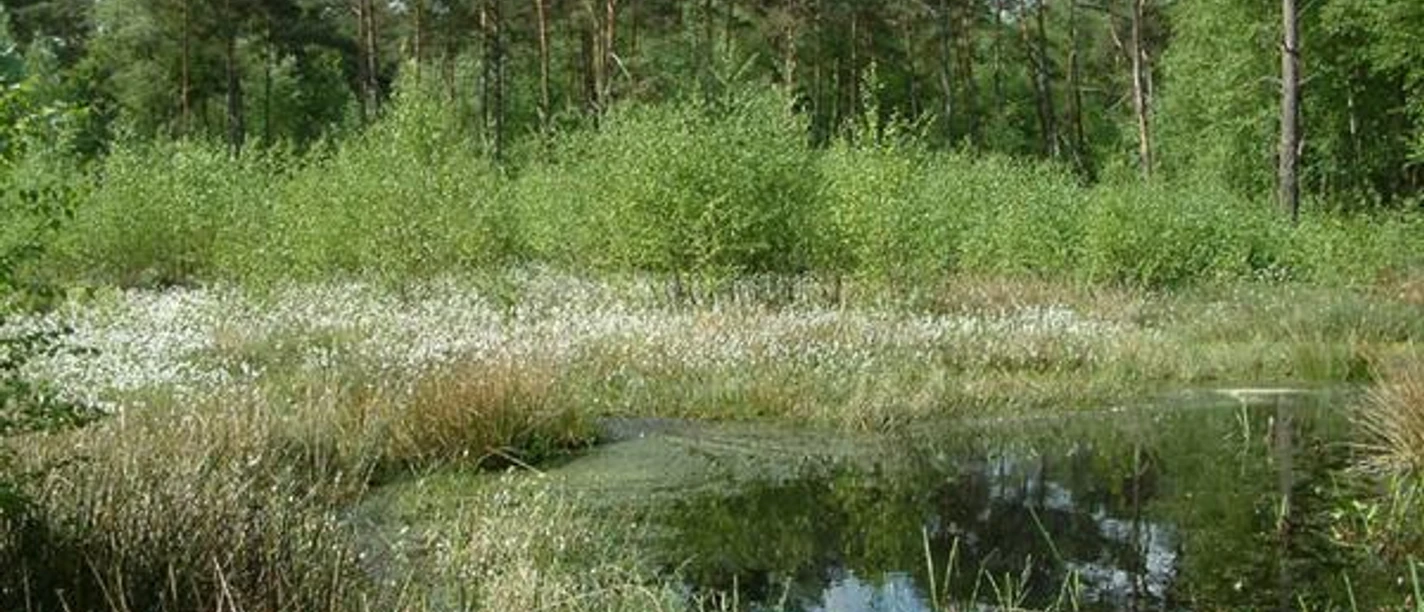 Das Hühnermoor, Relikt einer 4.000 Jahre alten Hochmoorlandschaft. Kleiner Waldteich umgeben von grünen Bäumen und Gras im sonnigen, dichten Waldgebiet.