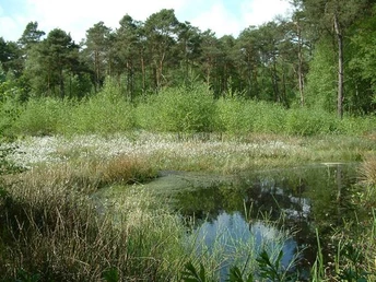 Das Hühnermoor, Relikt einer 4.000 Jahre alten Hochmoorlandschaft. Kleiner Waldteich umgeben von grünen Bäumen und Gras im sonnigen, dichten Waldgebiet.