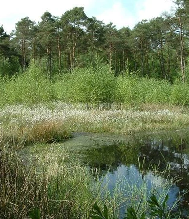 Das Hühnermoor, Relikt einer 4.000 Jahre alten Hochmoorlandschaft. Kleiner Waldteich umgeben von grünen Bäumen und Gras im sonnigen, dichten Waldgebiet.
