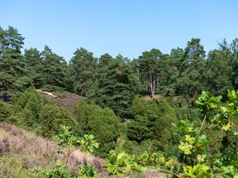 230818_Borsteler_Kuhlen_CCBYSA_Bispingentouristik_DM-08.jpg Leuchtend grüne Heide und majestätische Kiefern prägen die idyllische Landschaft der Borsteler Kuhlen.
