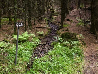 Aa Quelle Die Aa Quelle im Wald.