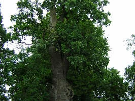 100- jährige Eiche Eine imposante, alte Eiche steht an einem Weg, umgeben von dichtem, grünem Laubwerk.
