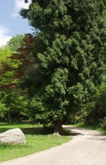 Stadtpark Versmold Ein schmaler Schotterweg windet sich durch einen üppigen, grünen Park mit hohen Bäumen und bunten Sträuchern.