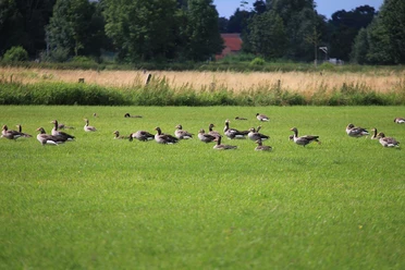 Gänsegruppe grast auf grüner Wiese, umgeben von Bäumen und Feldern unter blauem Himmel.