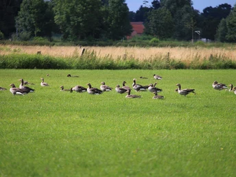 Gänsegruppe grast auf grüner Wiese, umgeben von Bäumen und Feldern unter blauem Himmel.