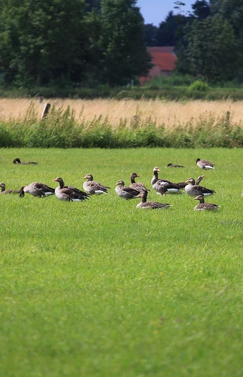 Gänsegruppe grast auf grüner Wiese, umgeben von Bäumen und Feldern unter blauem Himmel.