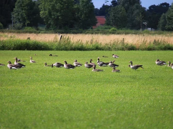 Gänsegruppe grast auf grüner Wiese, umgeben von Bäumen und Feldern unter blauem Himmel.